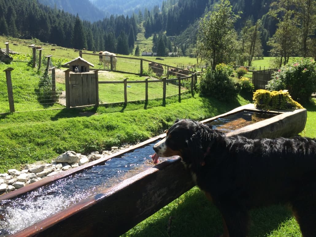 Urlaub mit Hund