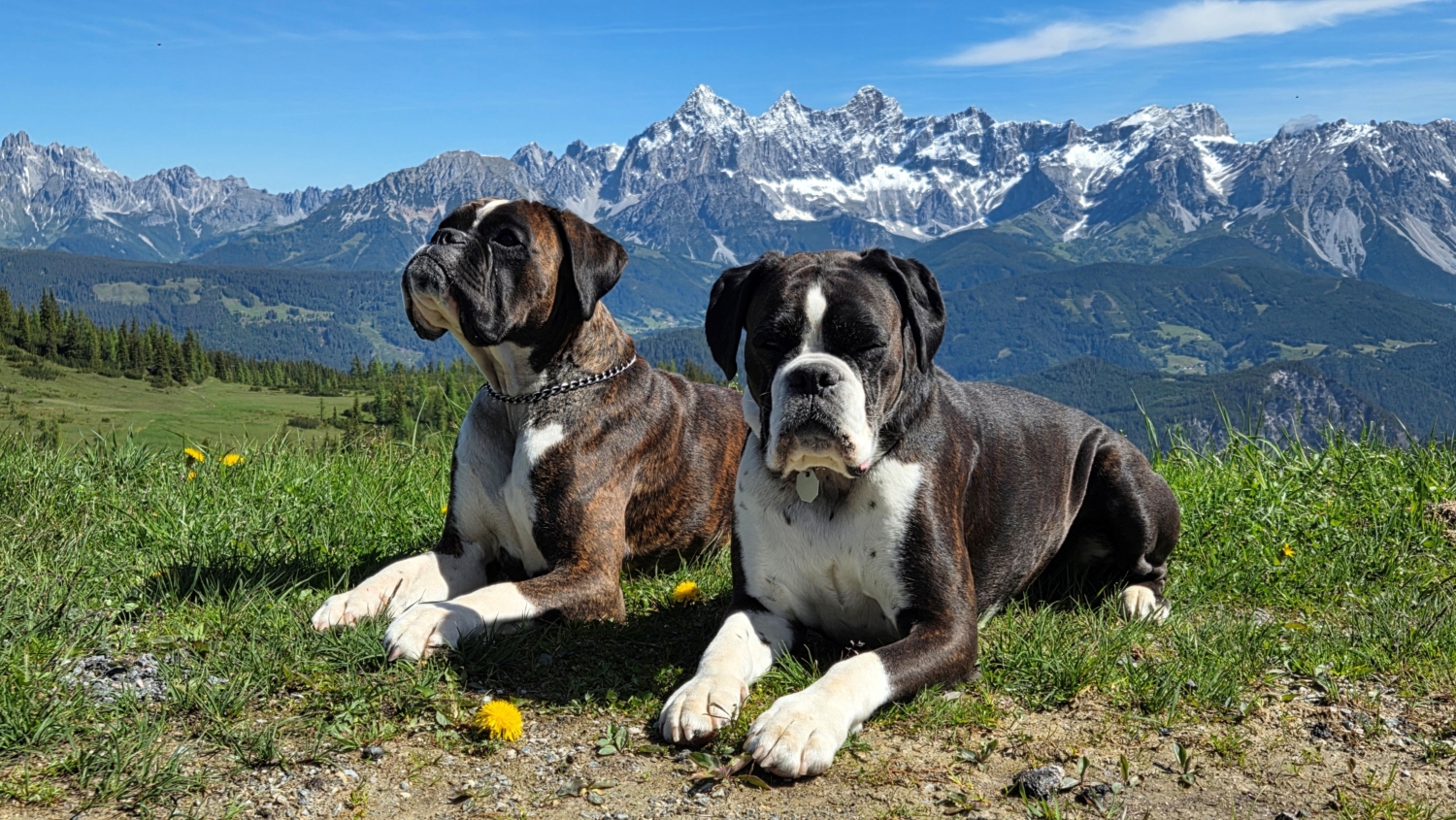 Urlaub mit Hund